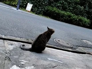 昨晩てんかん発作ありました