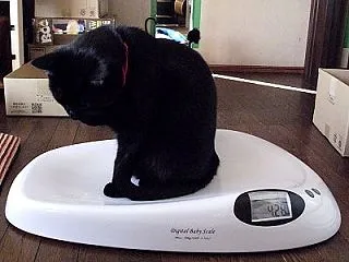 【2026年秋】 体重測定♪：まとめ＿黒…