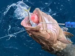 泳がせ釣り、クエの季節。