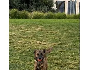 噛む犬😫