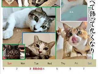 南瓜や食べて飾って丸くなり～１１月猫カレ…